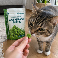 Tabby cat sniffing a green cat grass bite