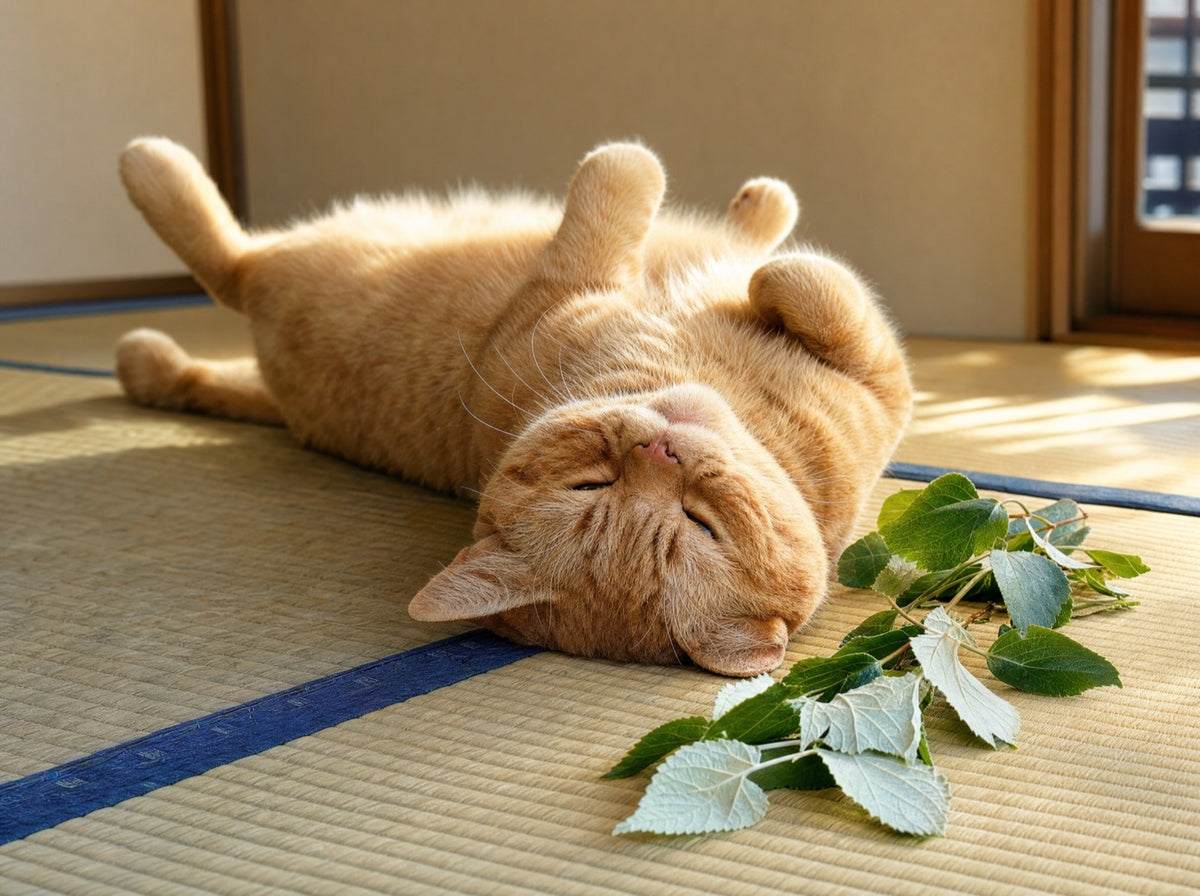 The gall fruit is the part cats go for
