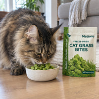 Maine Coon eating Meowie Cat Grass Bites