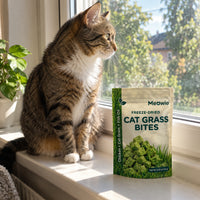 Indoor cat on a window sill beside the Meowie pouch