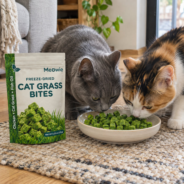 Two cats sharing Meowie Cat Grass Bites